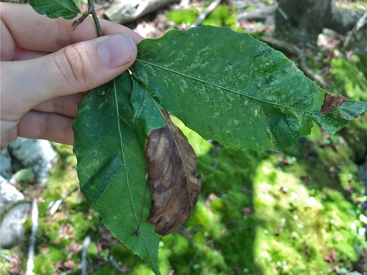 Beech leaf disease nematode