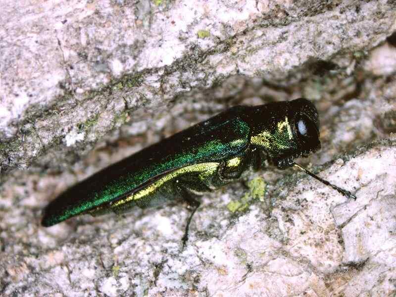 Emerald ash borer