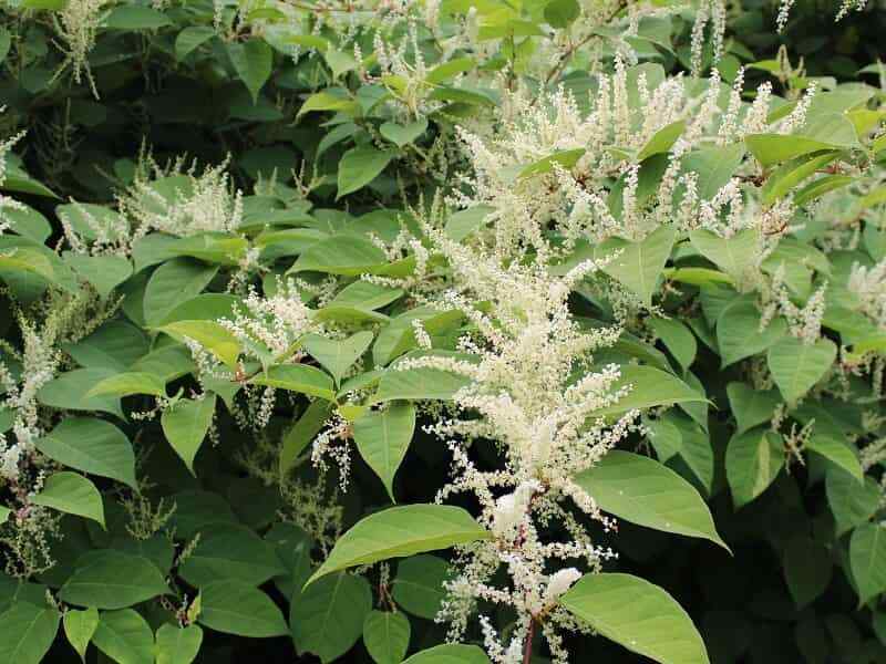 Knotweed spp.