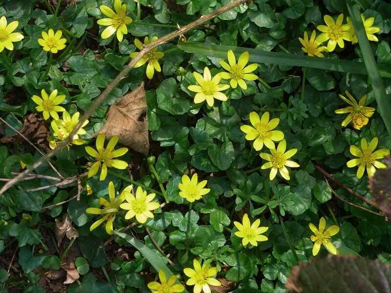 Lesser celandine