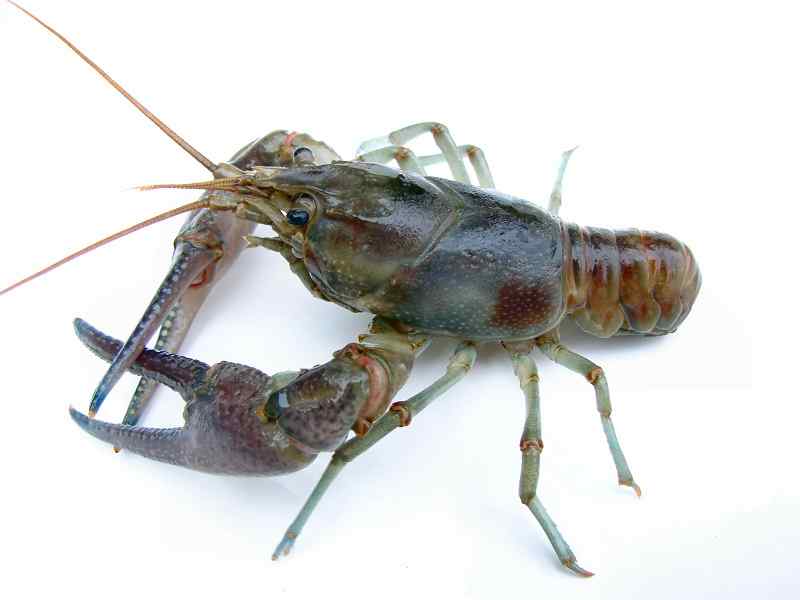 Rusty crayfish